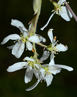 Amelanchier arborea flowers